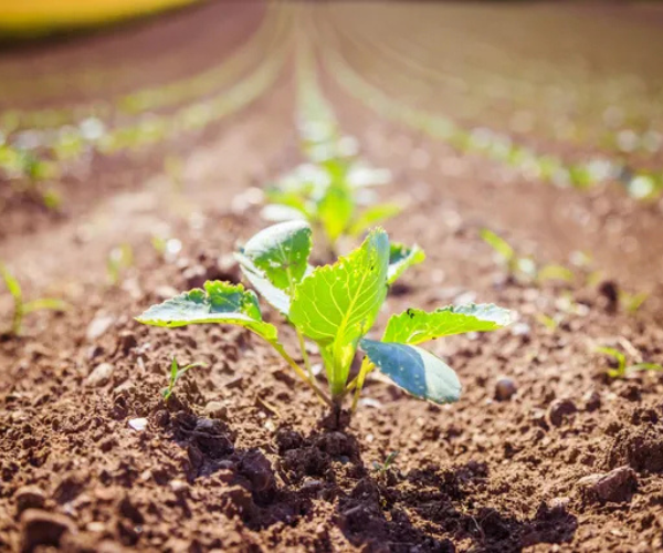 Agriculture & Fertiliser